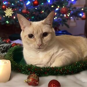 Not for sale, can’t delete listing, so here’s my cat